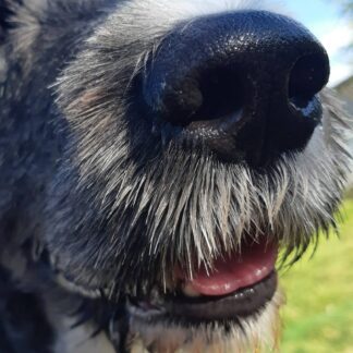 Träningsträffar nosework