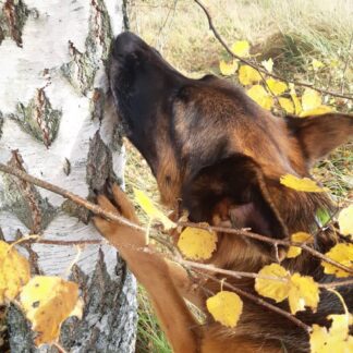 Träningstävling nosework eukalyptus