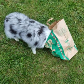 Hund utforskar en papperspåse
