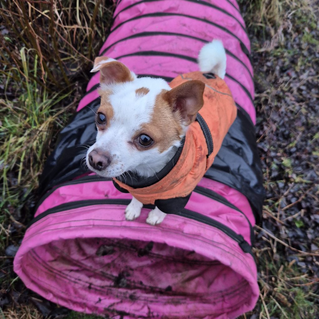 Hund balanserar