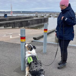 Privatlektion nosework - 30 min