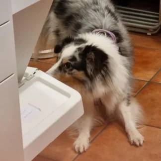 Nosework - frysmarkering