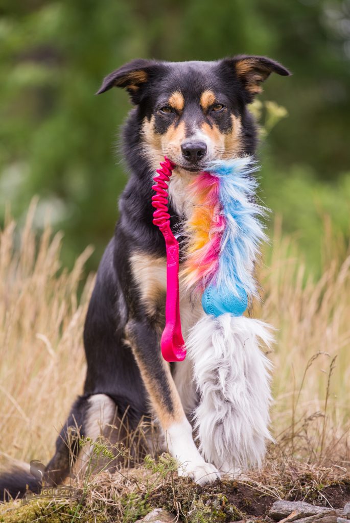 Elastisk fuskpälskampis med Chuckit & fårskinn från Doggie-Zen